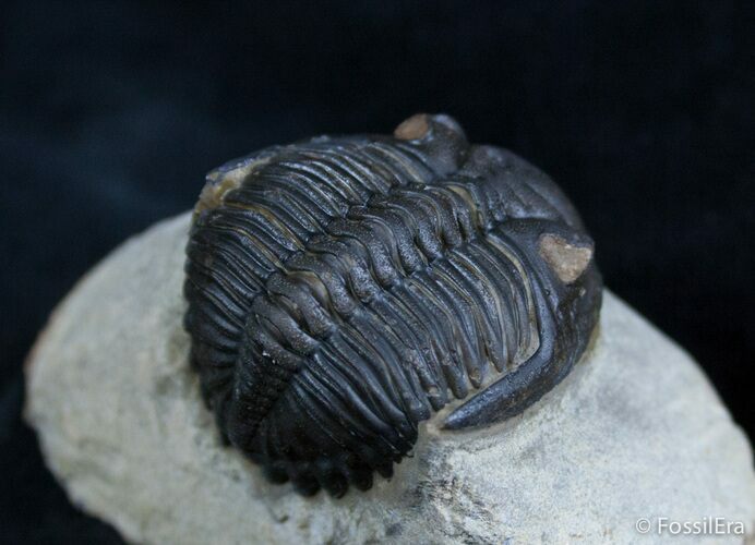 Bargain Metacanthina (Asteropyge) Trilobite #2080